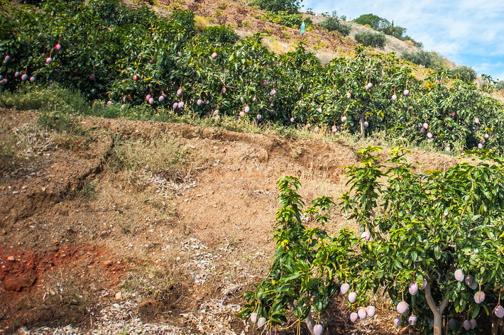 Abierto el plazo de solicitud de ayudas para el comercio, la empresa y el sector agroalimentario de la provincia de Granada 